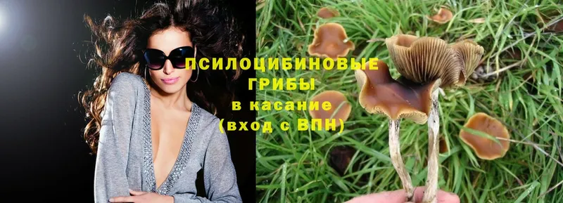 где купить наркотик  Бежецк  Галлюциногенные грибы MAGIC MUSHROOMS 